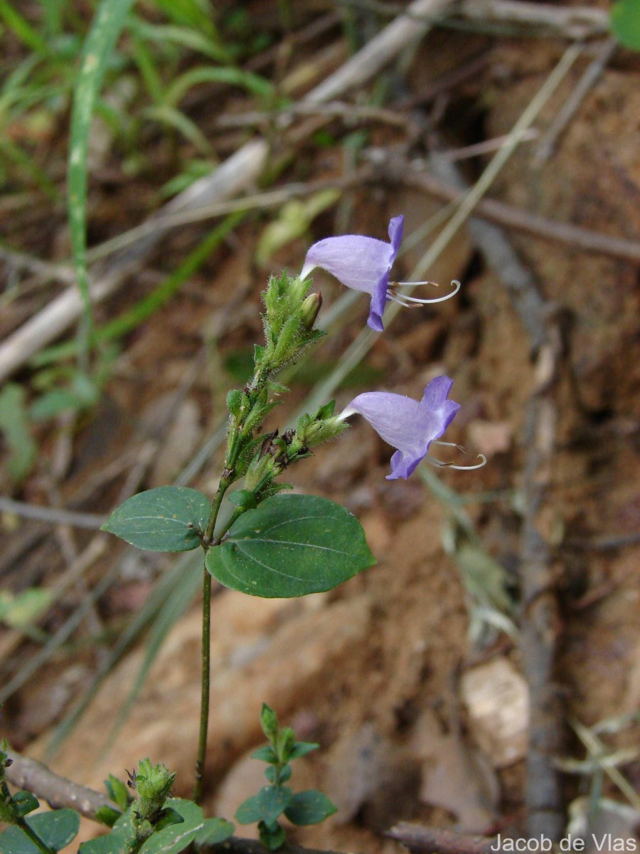 Strobilanthes cordifolia (Vahl) J.R.I.Wood